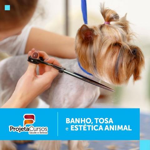 Curso Banho e Tosa