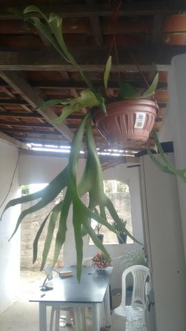 Planta chifre de viado - Foto 4
