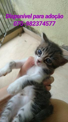 Gatos - Foto 3