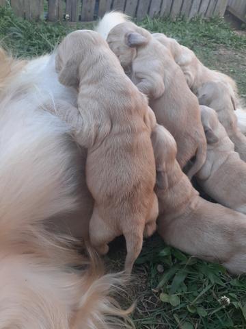 FILHOTES de Golden retriever