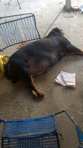 Filhote de Rottweiler - Foto 4