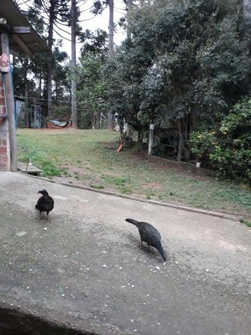 Chácara - Sítio - Mandirituba próx. Fazenda Rio Grande - Foto 3