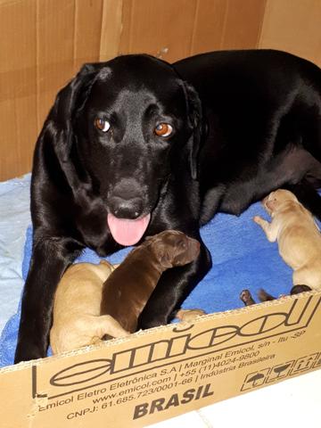 Filhotes de labrador - Foto 5