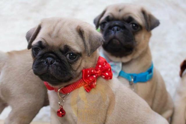 Pugs filhotes disponíveis - Foto 4