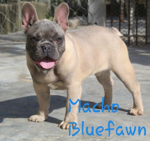 Machinho de Bulldog Francês 10 x sem juros - Foto 2