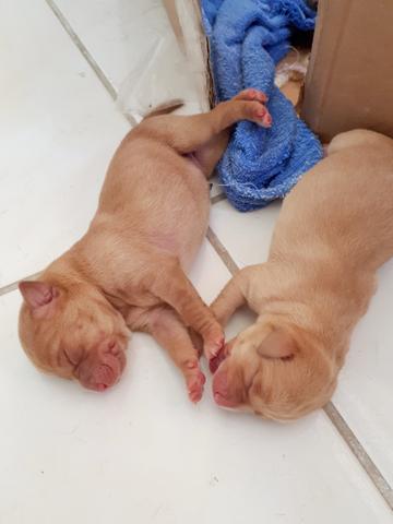 Filhotes de labrador