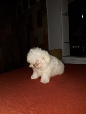 Filhotes de maltês - Foto 3