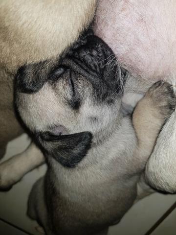 Filhotes de Pug Pais com Pedigree - Foto 5