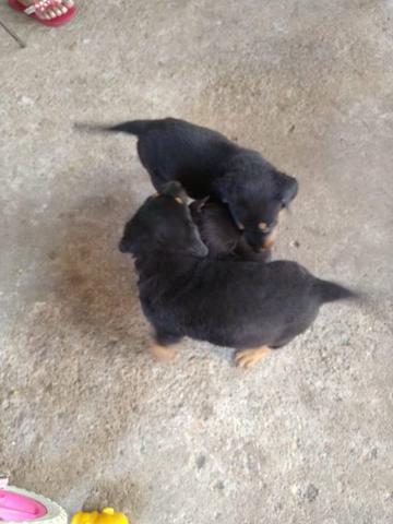 Filhote de Rottweiler - Foto 3