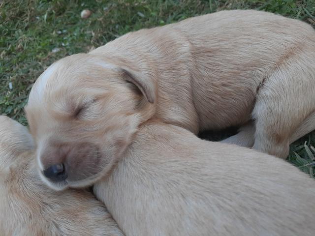 FILHOTES de Golden retriever - Foto 3