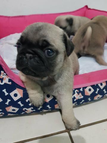 Filhotes de Pug Pais com Pedigree - Foto 2