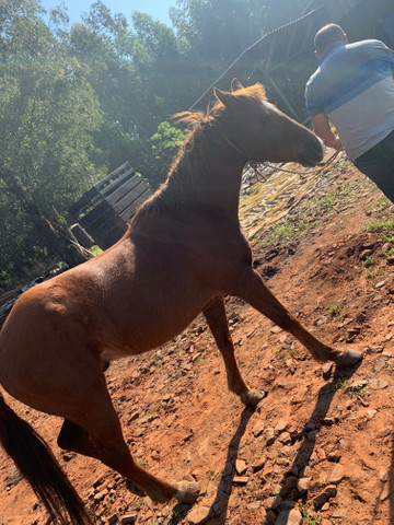 Vendo Cavalo - Foto 6