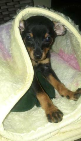 Pinscher mini zero zero aceito cartão - Foto 6