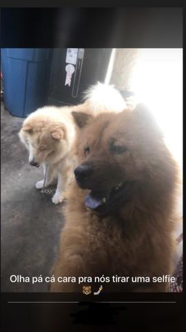 Chow chow puro língua azul (pelagem tradicional) - Foto 6