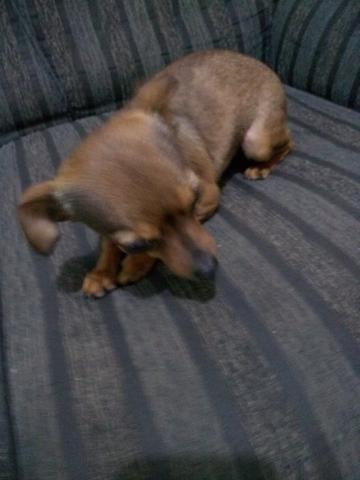 Vendo uma Pinscher - Foto 6