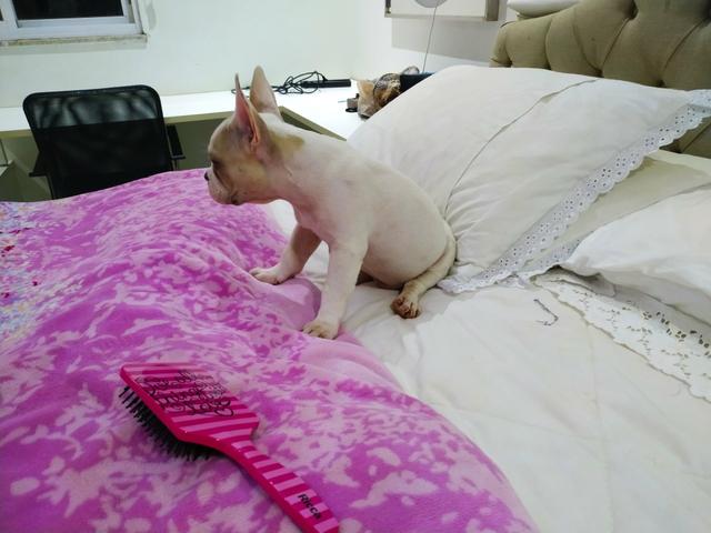 Legítimo filhotes de buldogues Branco - Foto 3