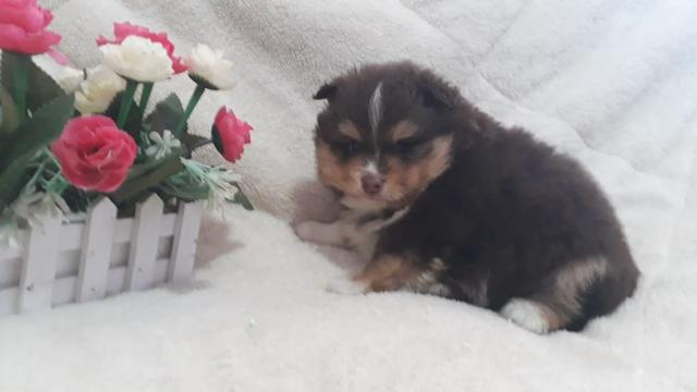 Machinho Raro de Spitz Tricolor de Chocolate
