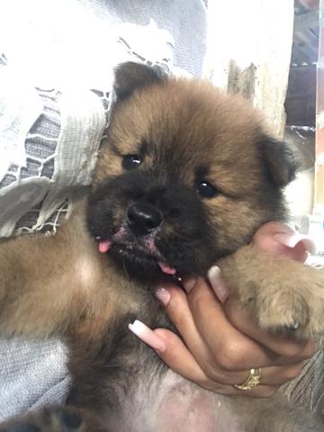 Chow chow puro língua azul (pelagem tradicional) - Foto 5