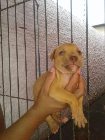 Vendo filhotes de pitbull red - Foto 2