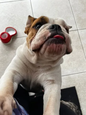 Bulldog ingles preto  +24 anúncios na OLX Brasil