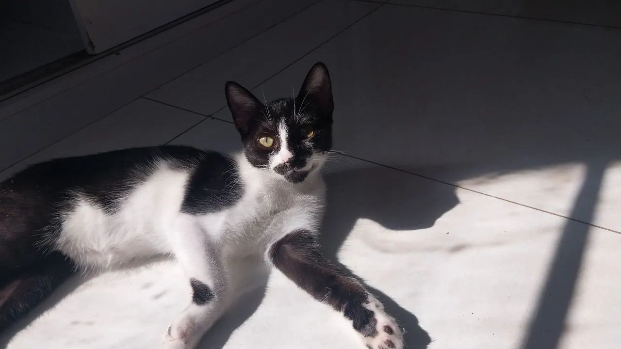 Gatinha preta e branca disponível para adoção - Foto 2