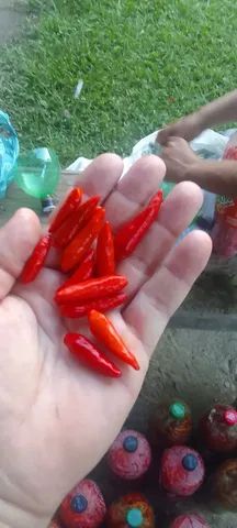 Pimenta malagueta  - Foto 3