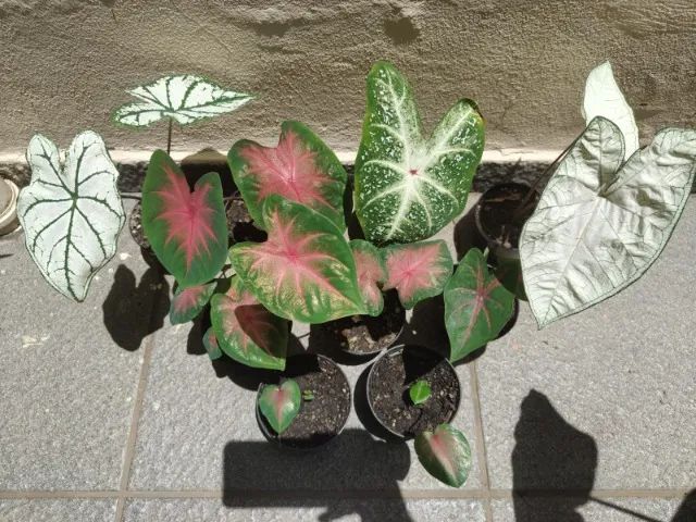 Kit de caladiuns - Super promoção!!! - Foto 2