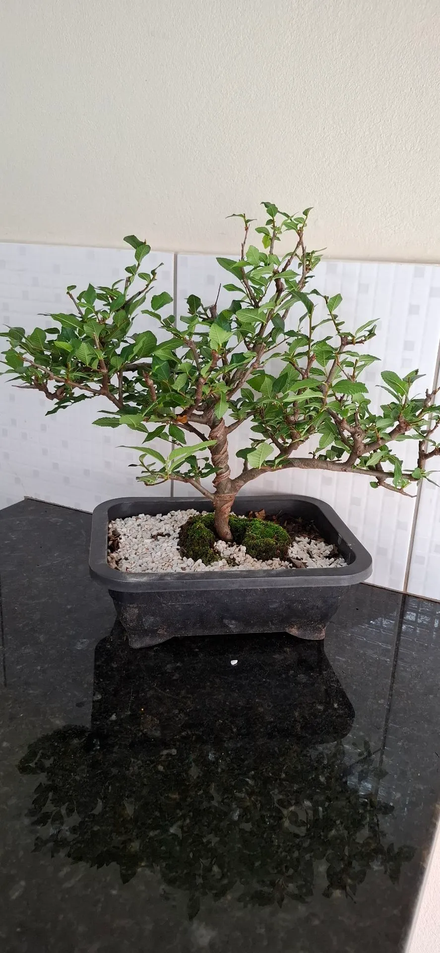 Bonsai Ulmus Parvifolia 8 anos de idade