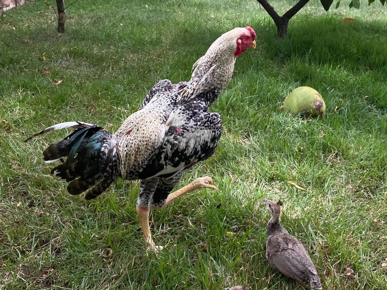 Anúncio: Frangos Índios Gigantes - Genética de Alto Padrão**    - Foto 6