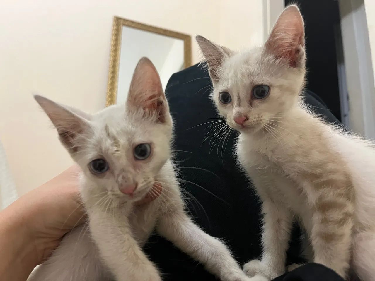 GATINHAS IRMÃS PARA ADOÇÃO