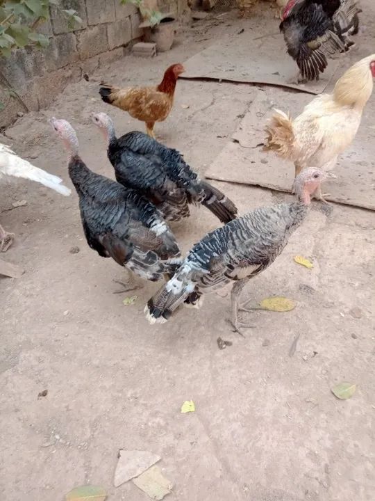 Vendo perus  - Foto 4