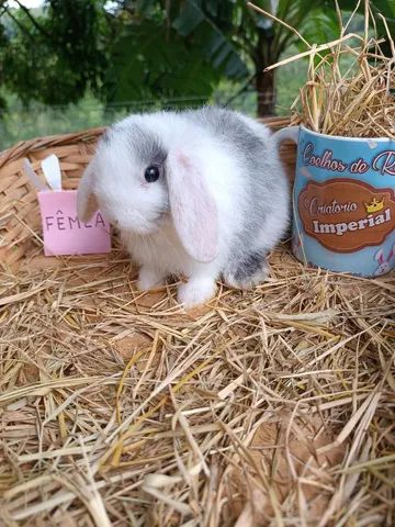 DIA DAS CRIANÇAS - Coelho Mini Lop Uruguaio - Foto 5