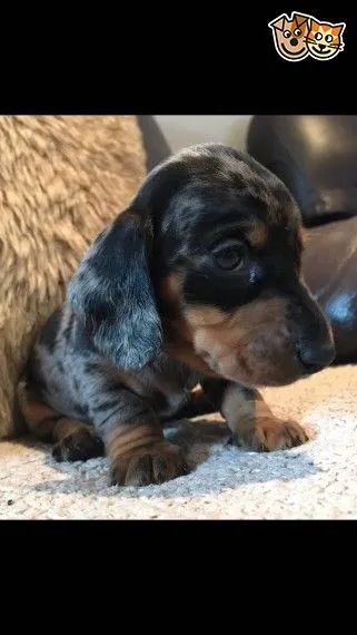Daschund Teckel salsichinha 