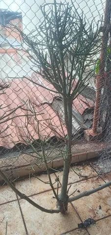 Mudas  de  Aveloz - Foto 4