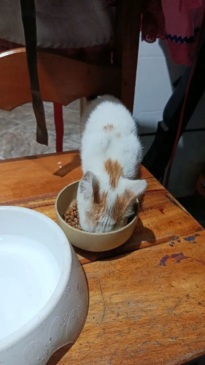 Gatinho pra adoção  - Foto 3