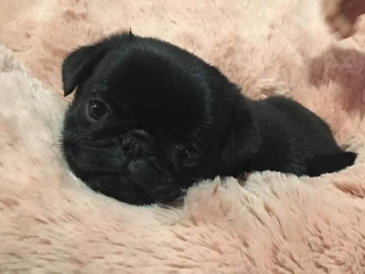 Filhote de Pug Preto fêmea com pedigree 