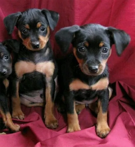 Pinscher: Vivacidade 
