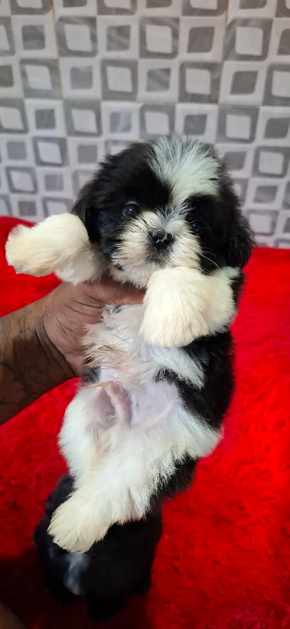 Filhote de Shih Tzu disponível para adoção
