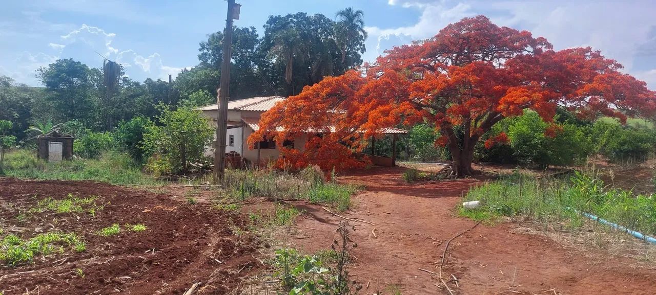 Fazenda de café em abadia dourados  - Foto 4