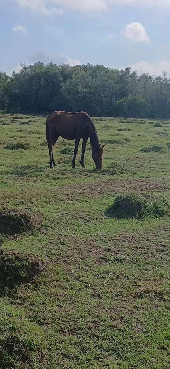 Vendo pordo