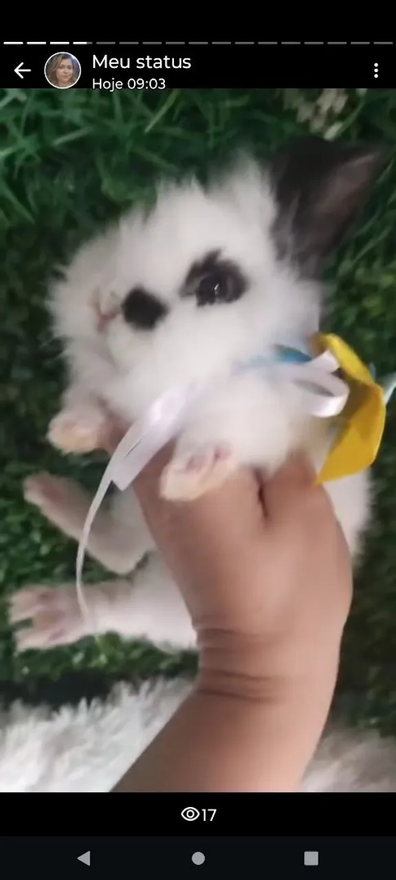 Coelhinho Mini Lion