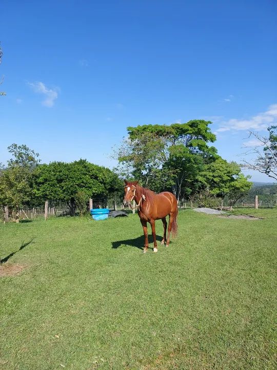 Potra Quarto de Milha