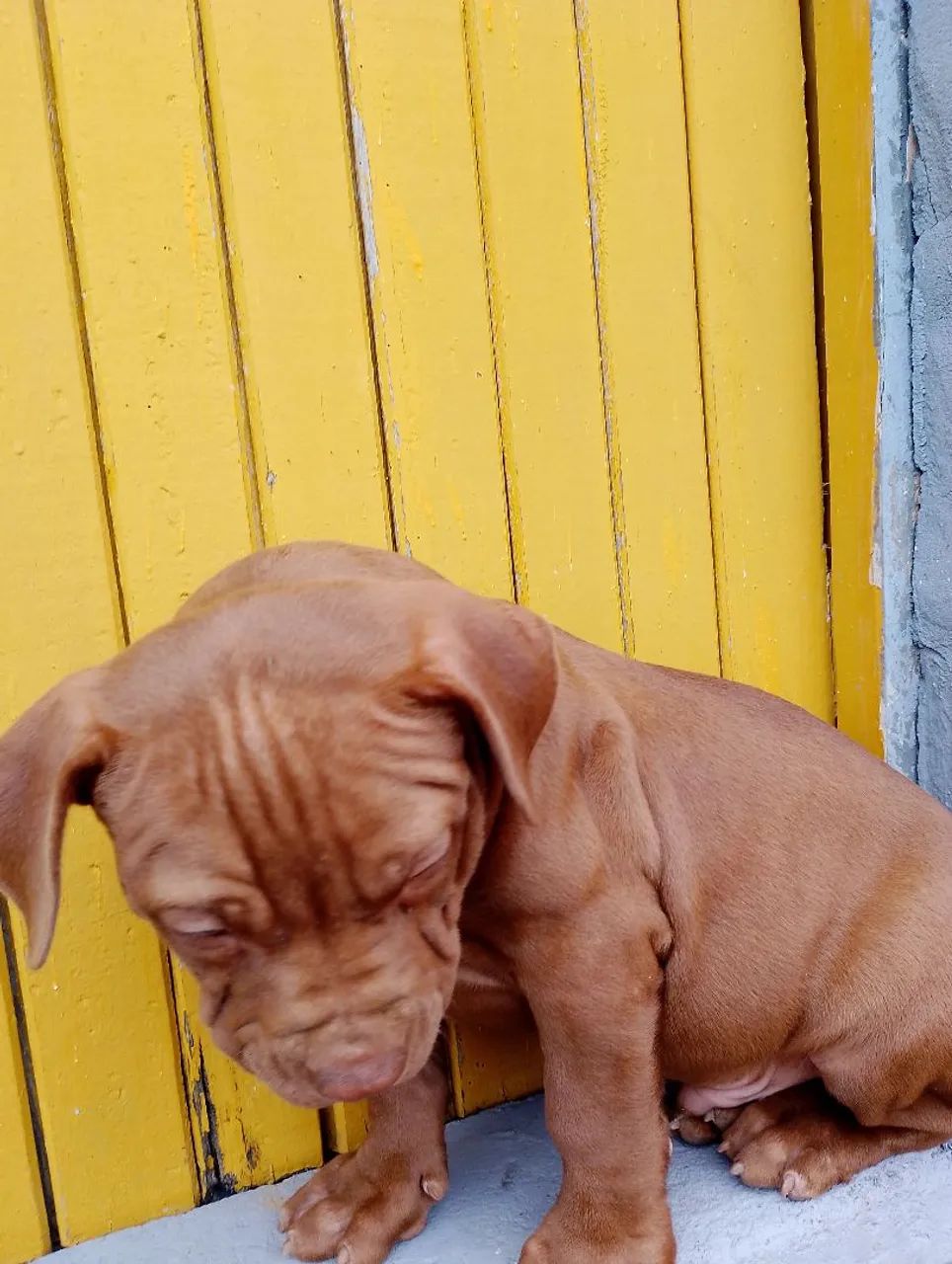 Vendo filhotes de Pit monste  - Foto 4