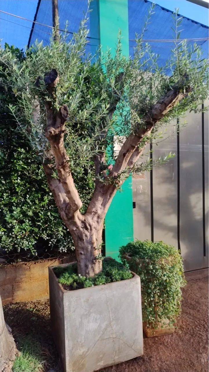 Oliveira, árvore santa