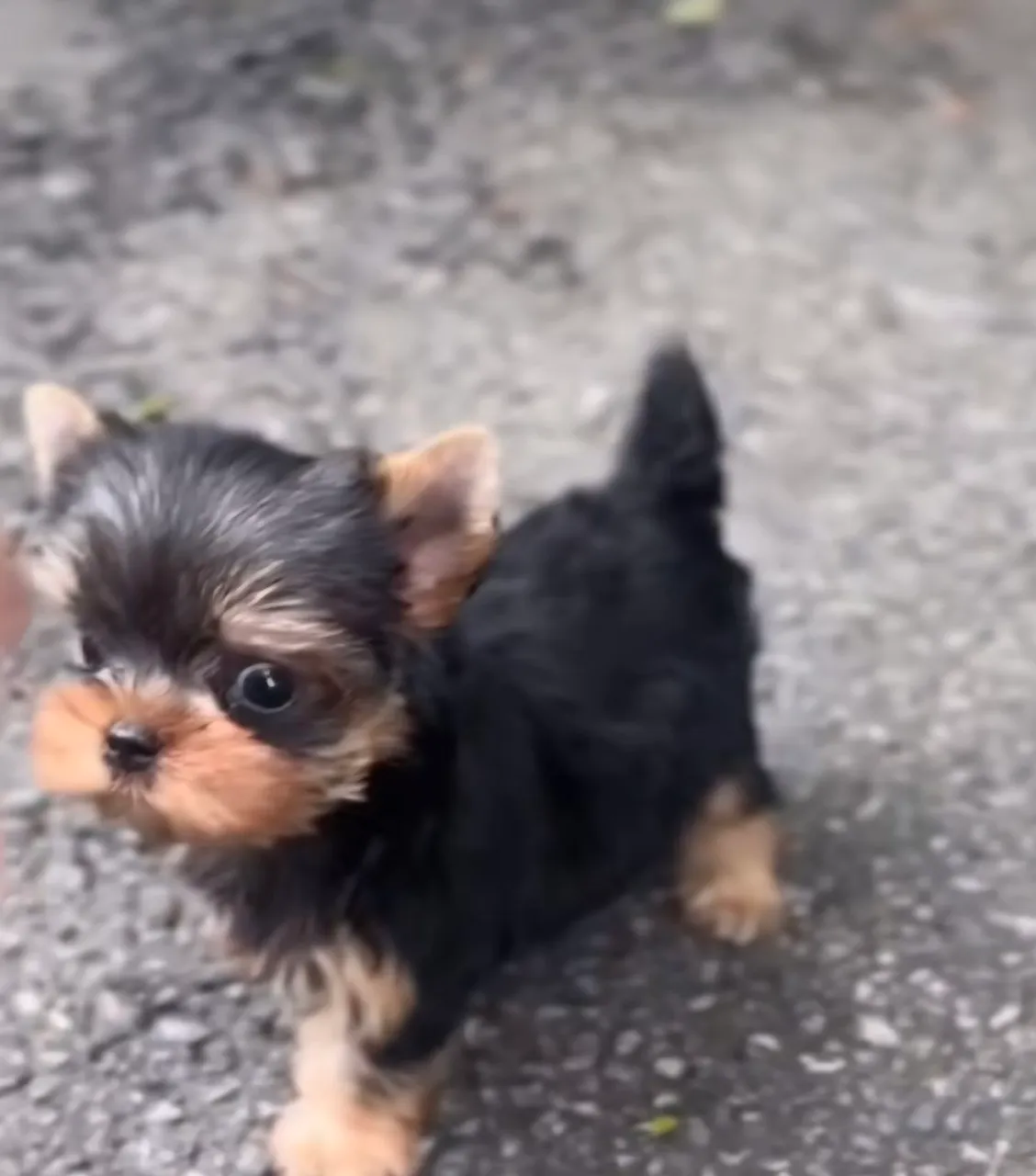 Filhote de Yorkshire Terrier disponível!