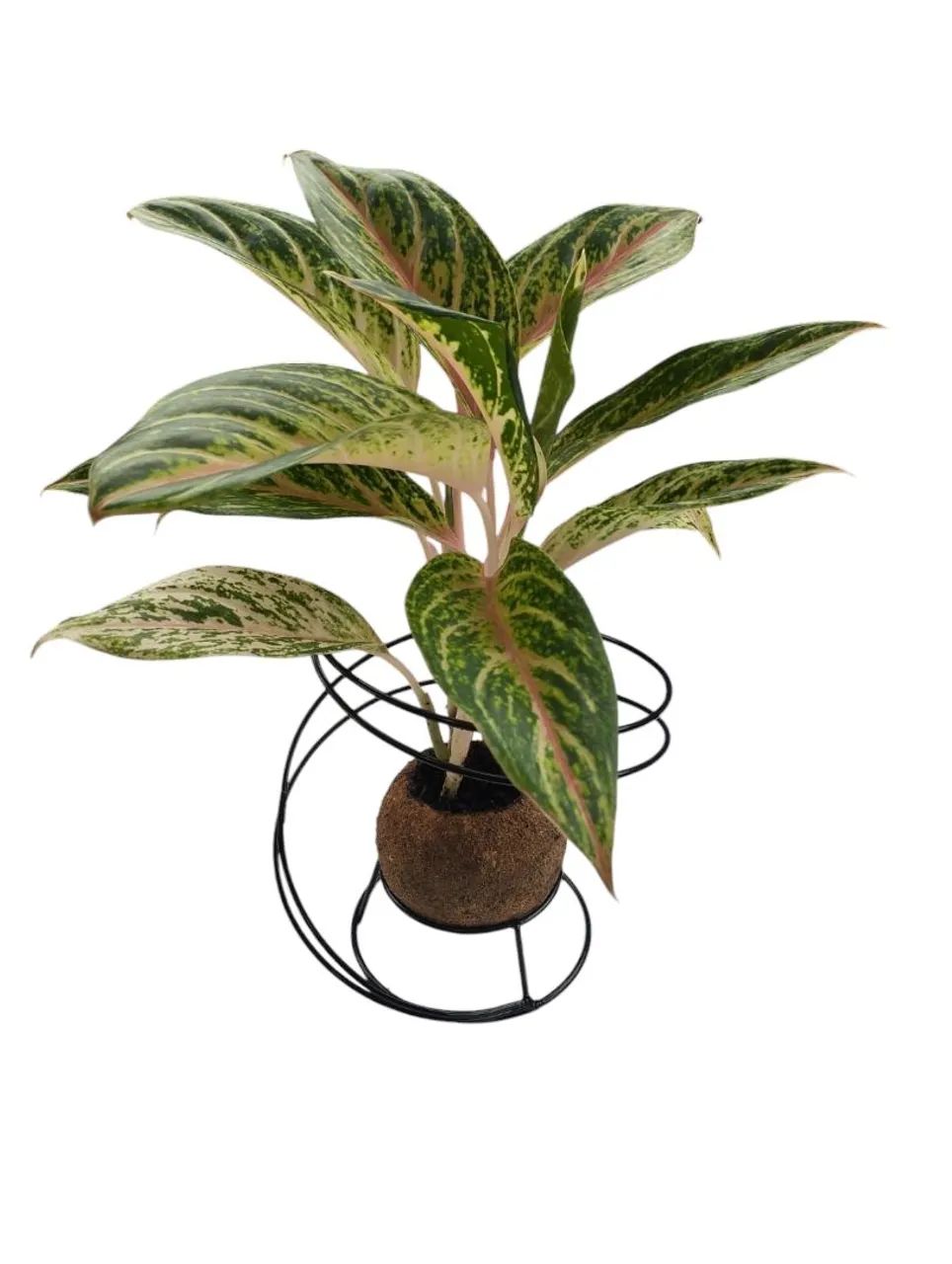 Suporte modelo aspiral - Foto 2