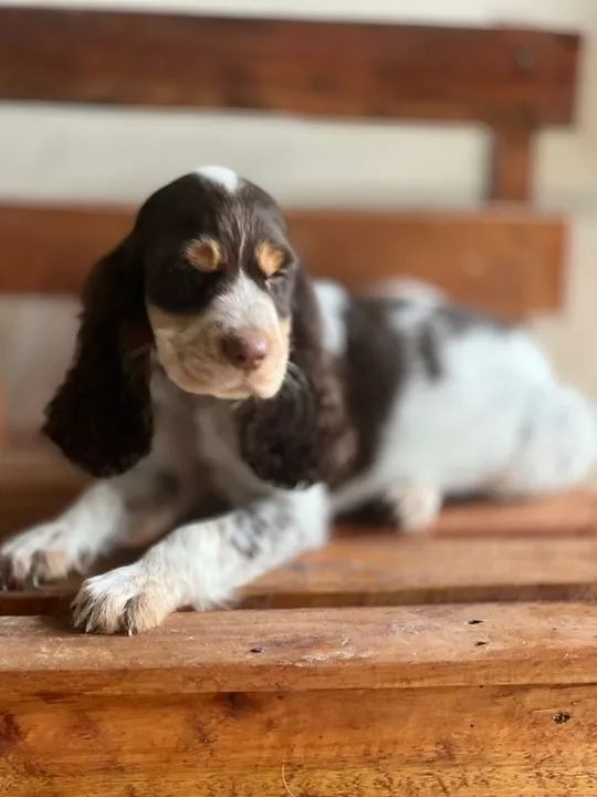 Cocker Spaniel ingles todas as cores  - Foto 2