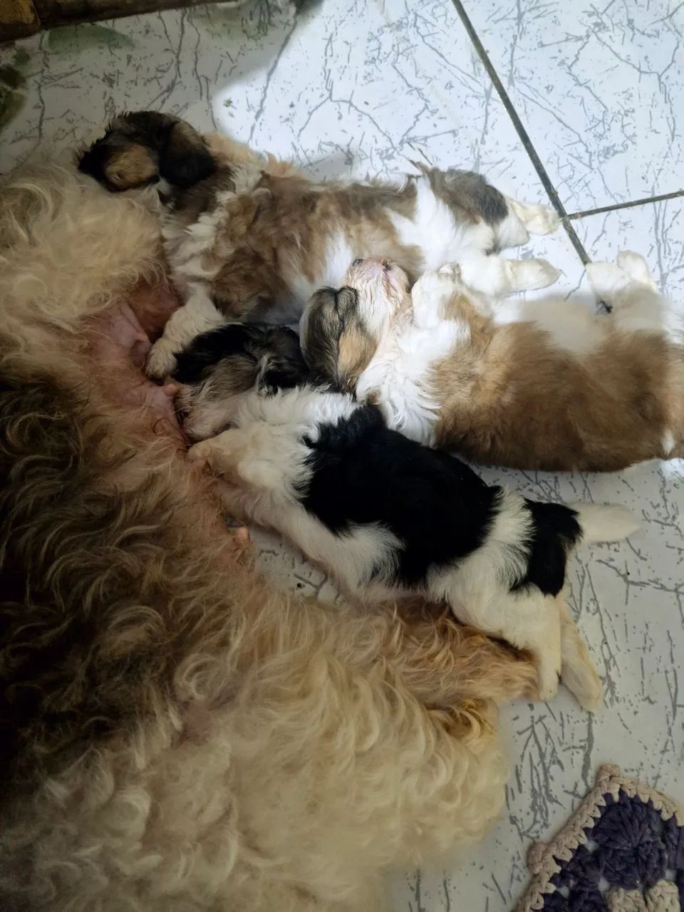 Filhotes de Shih Tzu a venda