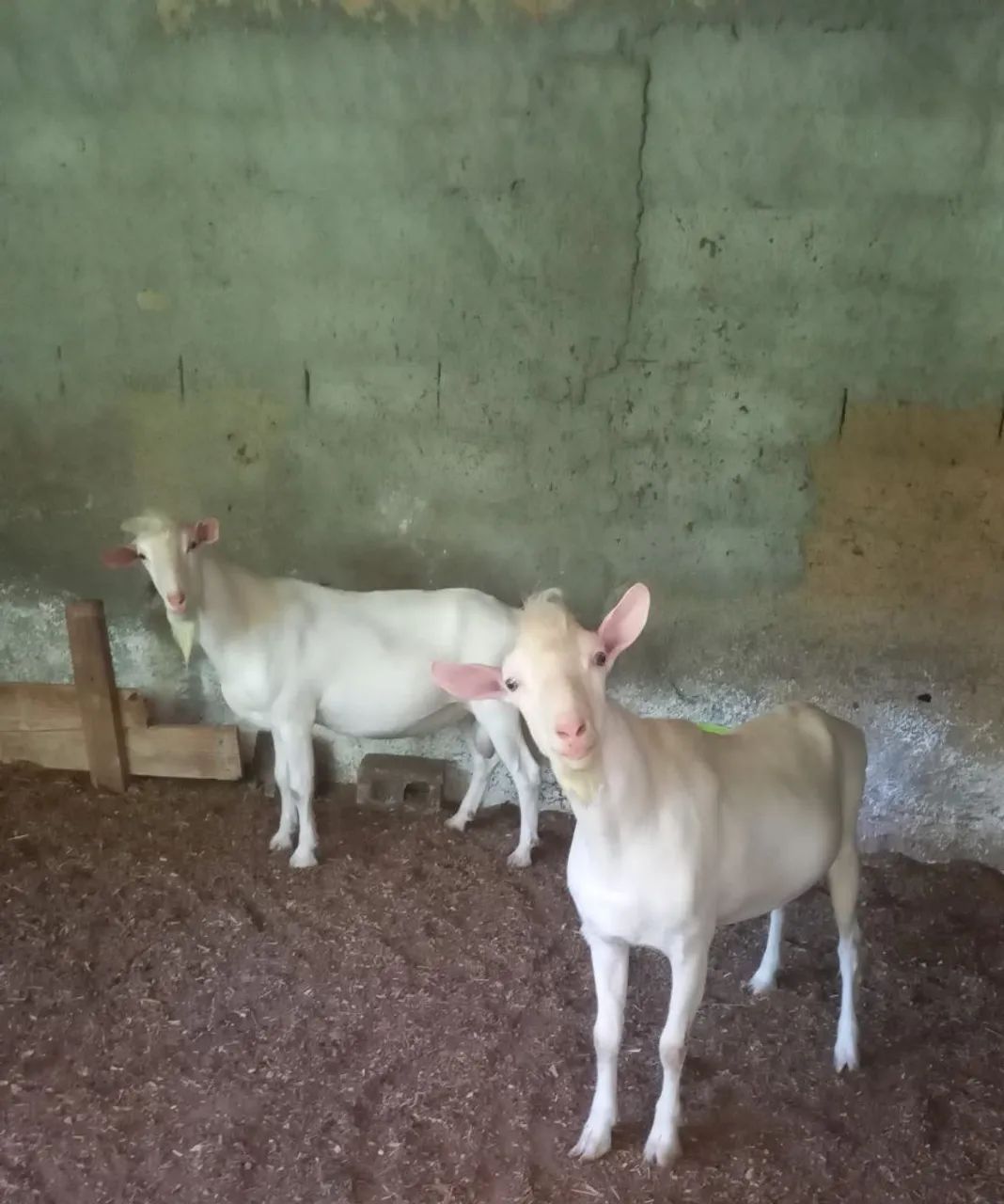  * ! Bode Reprodutor Sannen linhagem CAPRIVAMA MG