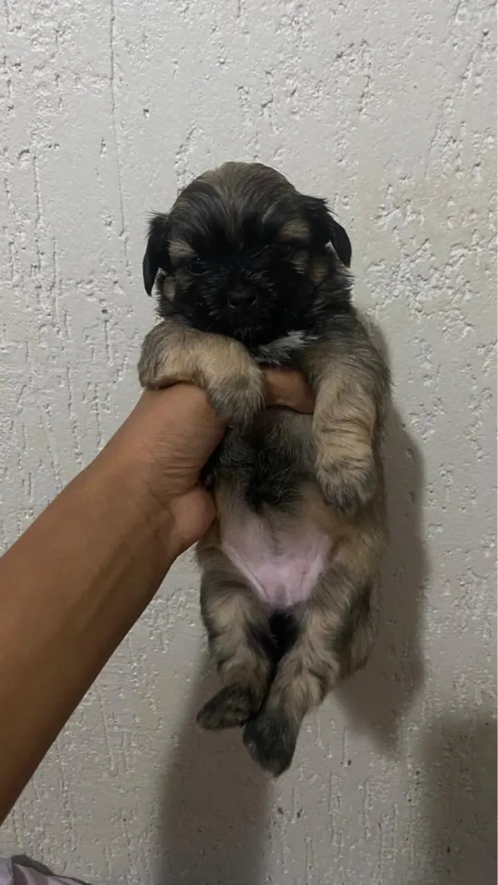 Filhote Shih Tzu fofo e charmoso!